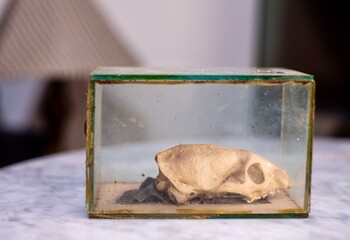Small animal skull in glass display case
