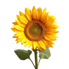Fototapeta premium A sunflower stands tall, displaying bright yellow petals and a detailed center, embodying summer's beauty and warmth