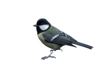 Great tit (Parus major) isolated, png with no background.