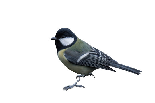 Great tit (Parus major) isolated, png with no background.