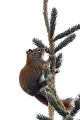 Douglas squirrel (Tamiasciurus douglasii) isolated, png with no background.