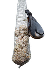 Eurasian nuthatch or wood nuthatch (Sitta europaea) isolated, png with no background.