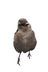 Female eurasian chaffinch, common chaffinch isolated, png with no background.