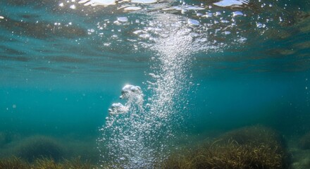 Underwater view of rising bubbles and seaweed on the ocean floor