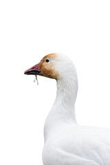 Snow goose (Anser caerulescens) isolated, png with no background.	
