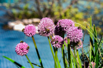 purple flowers in the garden