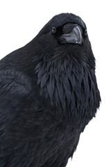 Common raven or northern raven (Corvus corax) isolated, png with no background.