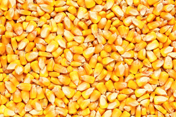 macro of dry corn seeds