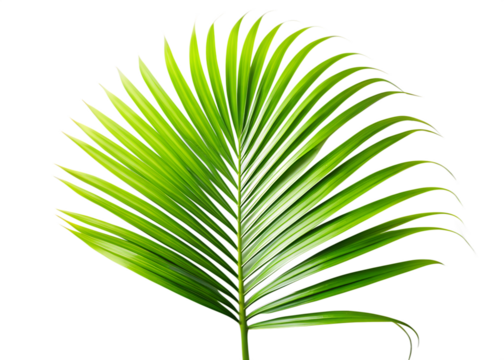Vibrant green palm frond curving elegantly isolated on a transparent background leaf - Powered by Adobe