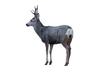 Wild deer isolated, png with no background.