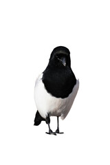 Eurasian magpie or common magpie (Pica pica) isolated, png with no background. 