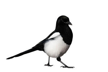 Eurasian magpie or common magpie (Pica pica) isolated, png with no background. 