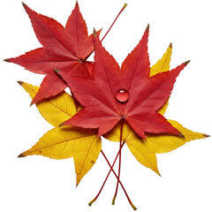 Two vibrant red, one deep yellow maple leaves layered with a glistening dewdrop reflecting light, isolated on transparent background, bright studio lighting, concept of natural perfection and precise