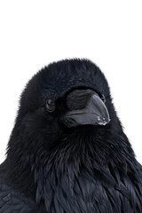 Common raven or northern raven (Corvus corax) isolated, png with no background.