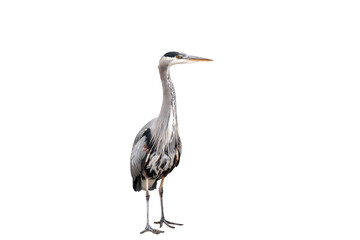Great blue heron (Ardea herodias) isolated, png with no background.	
