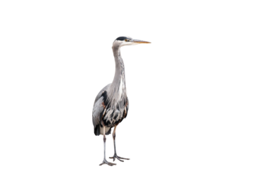 Great blue heron (Ardea herodias) isolated, png with no background.	
