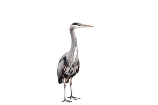 Great blue heron (Ardea herodias) isolated, png with no background.	
