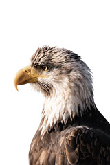 Bald eagle (Haliaeetus leucocephalus) isolated, png with no background.	
