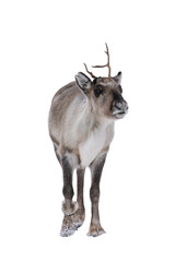 Reindeer or caribou (Rangifer tarandus) isolated, png with no background.	
