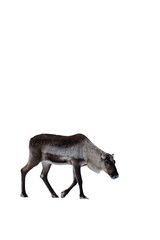Reindeer or caribou (Rangifer tarandus) isolated, png with no background.	

