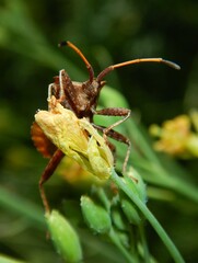 Dock bug (Coreus marginatus, Austria)