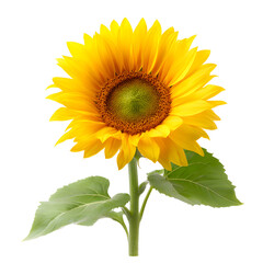Obraz premium Vibrant sunflower image
