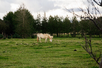Fototapeta premium White horse grazing in a peaceful meadow in Akranes, Iceland's scenic nature