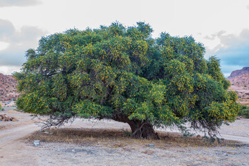 A Moroccan argan tree, laden with fruit