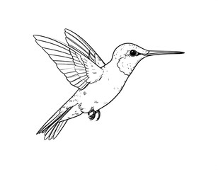 Fototapeta premium Detailed Line Art Depiction of a Hummingbird in Flight on White Canvas