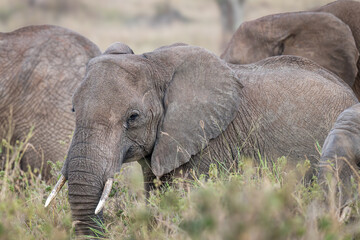 Close up of an African Elephant, in the Serengeti, Tanzania, Africa	