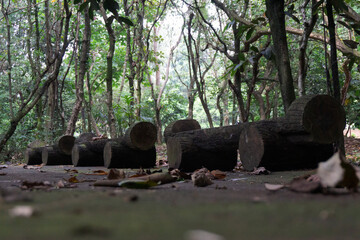 Rustic wooden seats made from cut tree trunks in an outdoor park with forest background.