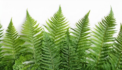 seamless horizontal fern leaves boarder isolated on white background