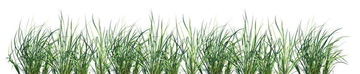 Set of frontal Acorus calamus (also called sweet flag, sway or muskrat root) isolated png on a transparent background perfectly cutout high resolution