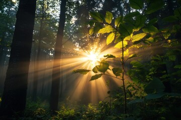 Sunlight rays filtering through dense forest trees and green leaves, creating warm and peaceful atmosphere in natural woodland environment