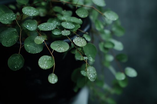 Fototapeta A close-up of green plant leaves with water droplets, a blurred background, showcasing fresh plant details suitable for themes of nature, gardening, or botany.