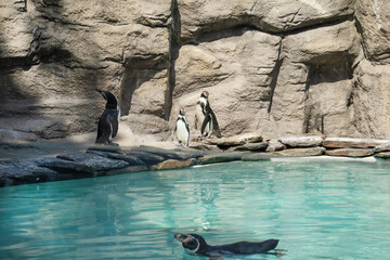 Penguin bird is resting on sand rocky beach near water. Penguin animal in zoo.