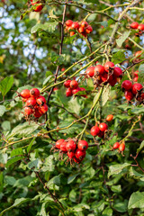 A branch of wild rose with red berries, selective focus. Autumn background with leaves, berries and fruits.