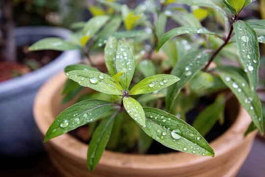 Fototapeta A close-up of green plant leaves with water droplets, a blurred background, showcasing fresh plant details suitable for themes of nature, gardening, or botany.