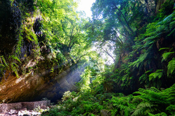 Los Tilos, La Palma, Canary Islands