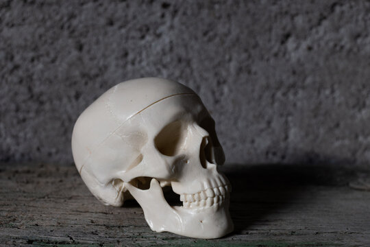 still life with vase and skull