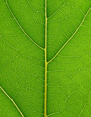 Obraz premium Close-up leaf veins