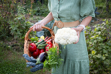 woman picking fresh organic vegetables in garden