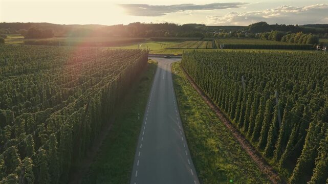 Bavarian Hallertau Hop field from top view as a fly over with a drone during harvest autumn season
