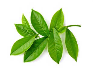 Obraz premium Fresh green tea leaves (1)