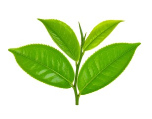 Obraz premium Fresh green tea leaves (2)