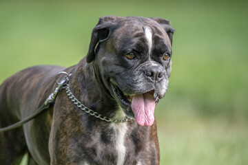 beautiful 3 years old purebred golden brown german boxer dog puppy jumping playing outdoor shooting