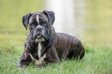 beautiful 3 years old purebred golden brown german boxer dog puppy jumping playing outdoor shooting