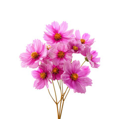 Vibrant pink flowers create a stunning bouquet, showcasing their delicate petals and fresh aroma in a clean environment
