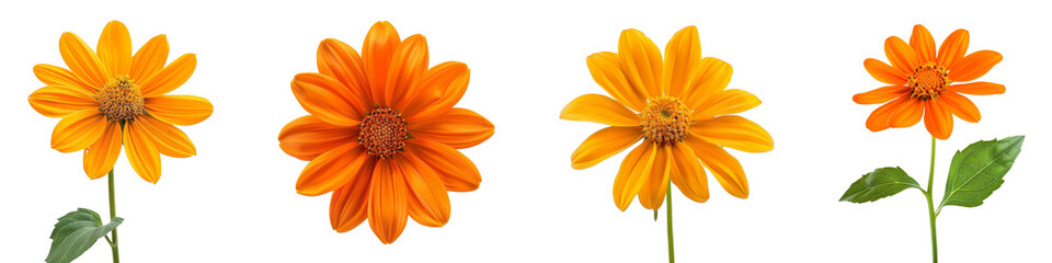 Vibrant orange flowers arranged in a row on a transparent background