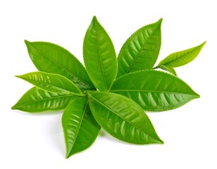 Obraz premium Fresh green tea leaves